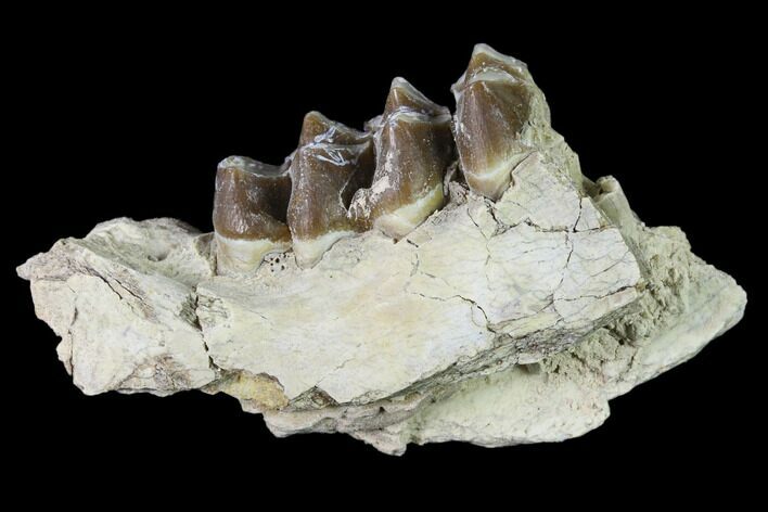 Oreodont (Merycoidodon) Jaw Section - South Dakota #136023
